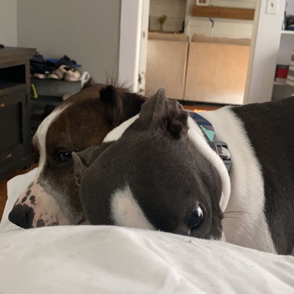 Meet your Posher, Nicole - Picture 4 of 4